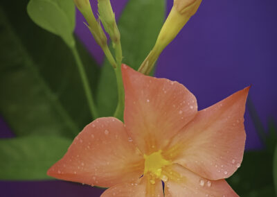 Dipladenia Sun Parasol Firedup Orange 001