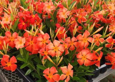 Dipladenia Sun Parasol Firedup Orange 002