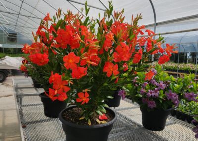 Dipladenia Sun Parasol Firedup Orange 003