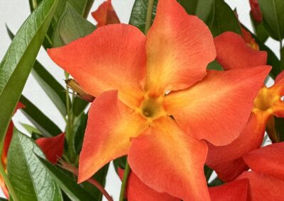 Dipladenia Sun Parasol Firedup Orange 004