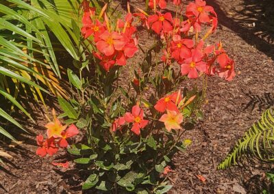 Dipladenia Sun Parasol Firedup Orange 005