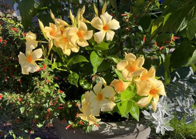 Mandevilla Sun Parasol Original SunBeam in pot