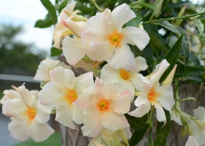 Mandevilla Sun Parasol Apricot 001