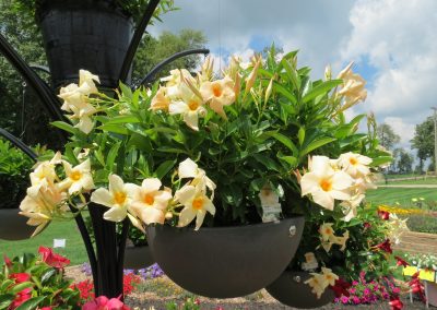 Mandevilla Sun Parasol Apricot 002