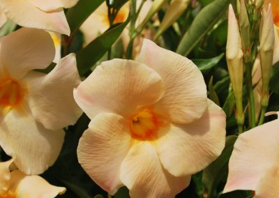 Mandevilla Sun Parasol Apricot 003