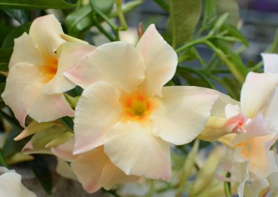 Mandevilla Sun Parasol Apricot 004