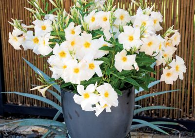 Mandevilla Sun Parasol Apricot 005