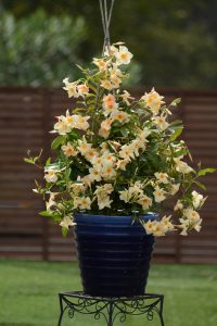 Mandevilla-SunParasol-Apricot-301