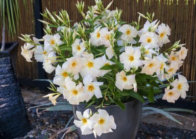 Mandevilla SunParasol Apricot Z6S3858