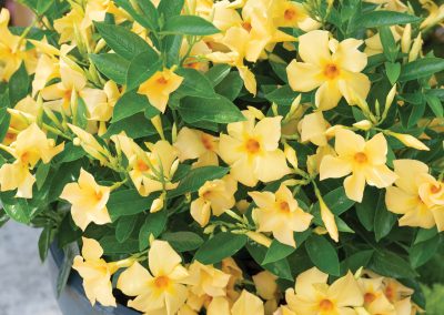 Mandevilla Sun Parasol Original SunBeam header