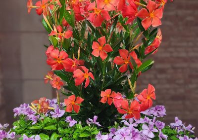Sun Parasol FiredUp Orange and Soiree Double Orchid pairing