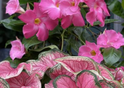 Parings Sun Parasol Giant Pink and Caladiums