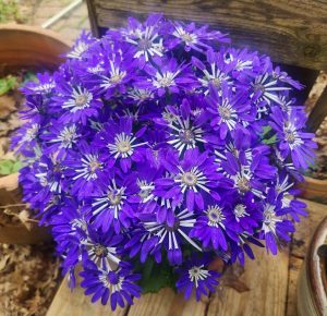 Senetti Blue Spoon