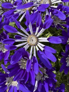 Senetti-Blue-Spoon-home
