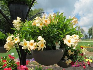 Sun Parasol Apricot Basket