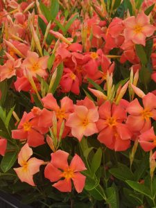 Sun Parasol FiredUp Orange
