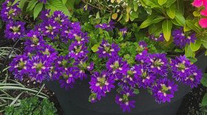 Surdiva Blue Violet Improved (2)