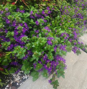 Surdiva-Blue-Violet-Improved-landscape