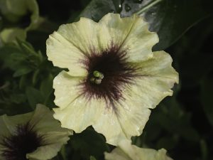 Surfinia Heavenly Blackberries & Cream Petunia