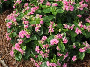 SOIREE® FLAMENCO Pink Twist landscape