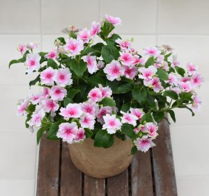 Senorita Pink full plant