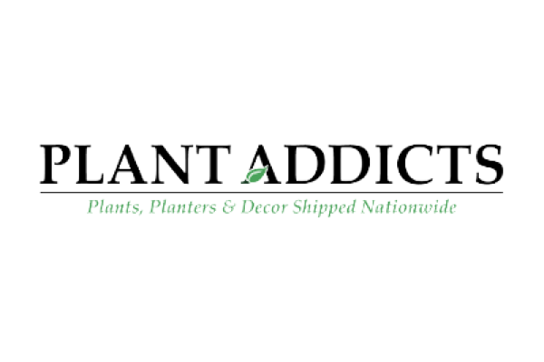 Suntory Flowers at Plant Addicts