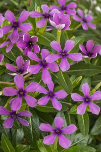 Catharanthus-Soiree-Kawaii-Blueberry-Kiss_Z6S0462