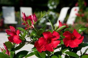 Giant Crimson blooms by pool