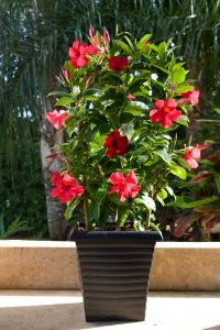Giant Crimson patio pot