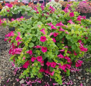 Lofos Compact Rose