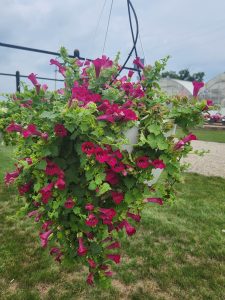 Lofos Compact Rose (3)