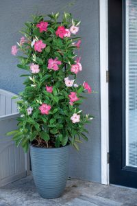 Mandevilla SunParasol Giant Dark Pink_container