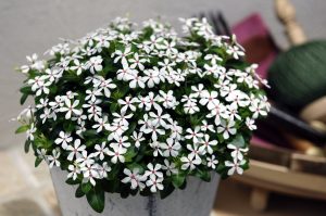 Soiree Kawaii White Peppermint