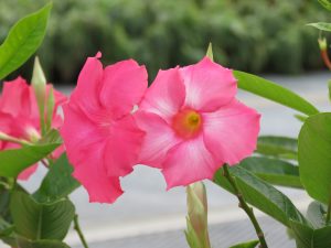 Sun Parasol Giant Dark Pink