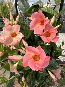 Sun-Parasol-Giant-Peach-Sunrise