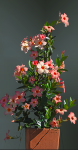 Sun Parasol Giant Peach Sunrise full plant