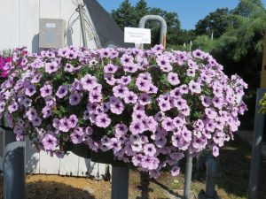 SURFINIA® TRAILING Blue Veined
