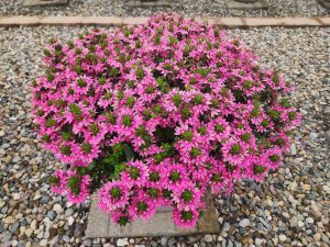 SURDIVA® Fashion Pink Improved