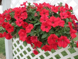SURFINIA® Deep Red