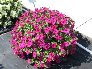 SURFINIA® TRAILING Magenta