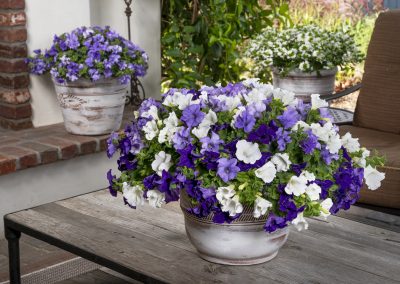 SURFINIA® Heavenly Blues Mix