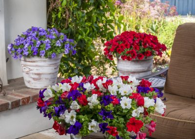 SURFINIA® TRAILING Patriot