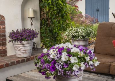 SURFINIA® Plum Perfection Mix