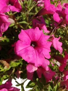 Petunia Surfinia Sumo Pink_Suntory_Flower