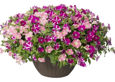 Surfinia Novelty Sweethearts Mix