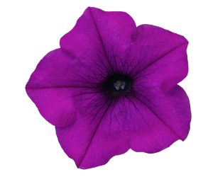 SURFINIA® TRAILING Wild Plum