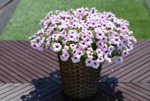 SURFINIA SUMO® Glacial Pink in a basket container