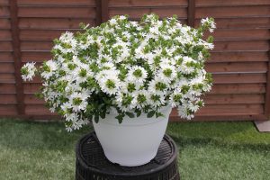 SURDIVA® White Improved