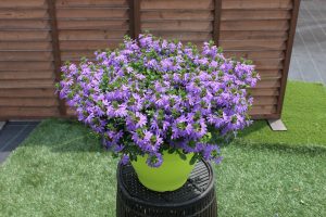 SURDIVA® Sky Blue