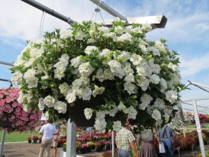 SURFINIA® SUMMER DOUBLE™ White